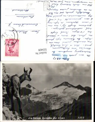 553428,Tiere Gemse Gazelle Alpen