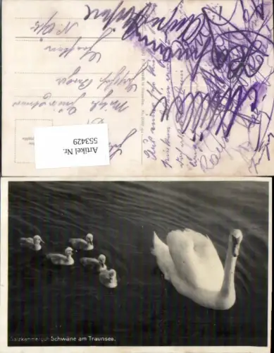 553429,Tiere Schwäne Schwan am Traunsee Ebensee Gmunden