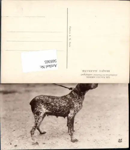 569365,Hund Deutsch Kurzhaar Hunde Rasse Jagdhund