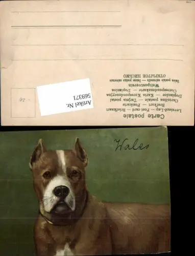 569371,Künstler AK Hund Wales