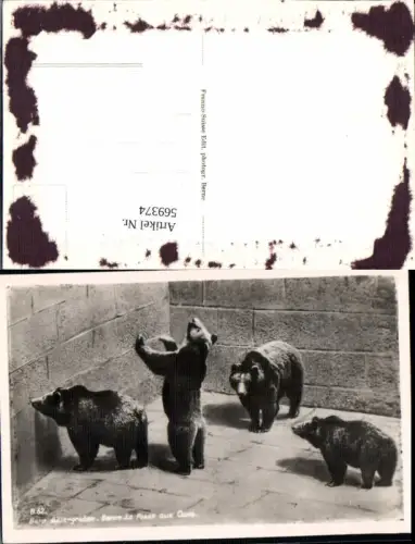 569374,Bern Zoo Bären Bärengraben