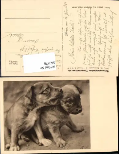 569376,Hunde Hund pub Tierschutzverein