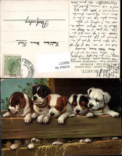569377,Künstler AK Hund Hunde pub Theo Stroefer 672