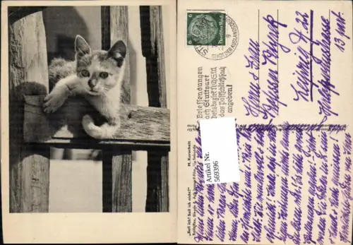 569396,M. Korschelt Katze