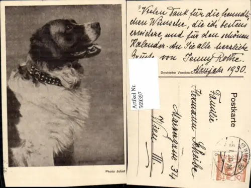 569397,Photo Jobst Hund Bernhardiner