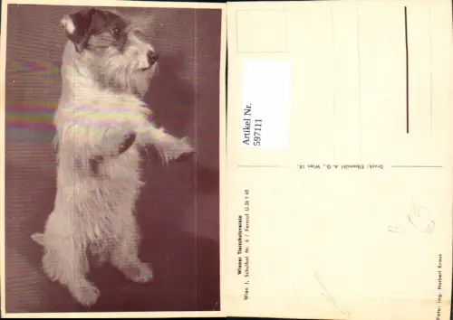597111,Hund macht Männchen Tiere pub Wiener Tierschutzverein