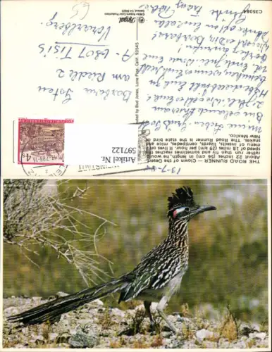 597122,The Road Runner Vogel Tiere