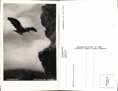 597127,Foto Ak Steinadler Adler Vogel Tiere pub Risch-Lau 10169