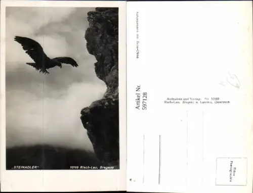 597128,Foto Ak Steinadler Adler Vogel Tiere pub Risch-Lau 10169