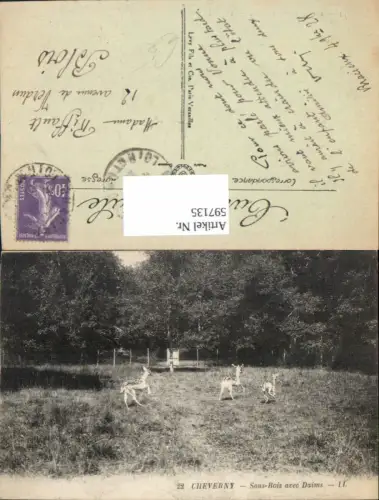 597135,Cheverny Sous-Bois avec Daims Rotwild Wild Rehe Tiere