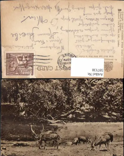 597138,A forest scene Rotwild Wild Rehe Hirsche Tiere pub Raphael Tuck Sons