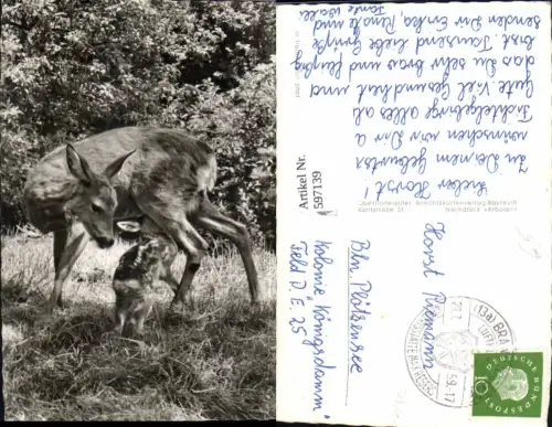 597139,Foto Ak Reh Kitz trinkt Tiere