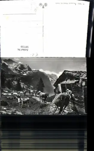 597150,Foto Ak Alpwirtschaft Rinder Kühe Weide Alm Tiere