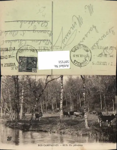 597151,Nos Campagnes Un paturage Rinder Kühe Birken Bäume Tiere