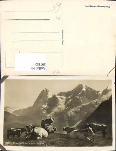597152,Eiger Mönch Kühe Rinder i. Vordergrund Tiere