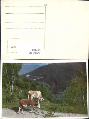597158,Rinder Kühe Tiere