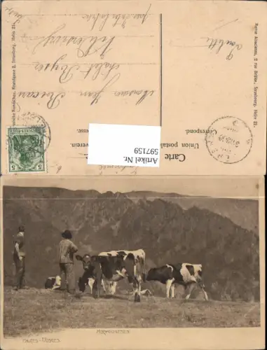 597159,Hautes-Vosges Hochvogesen Rinder Kühe Tiere