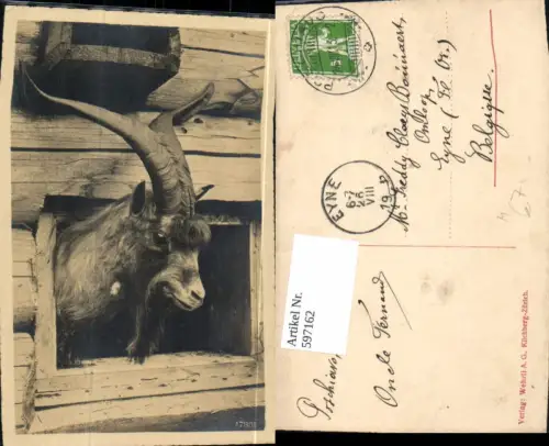 597162,Tiere Steinbock schaut aus Fenster