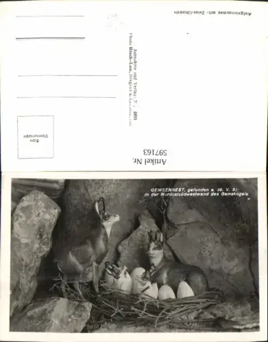 597163,Foto Ak Gemsennest Gams Gämse Tiere pub Risch-Lau 4855