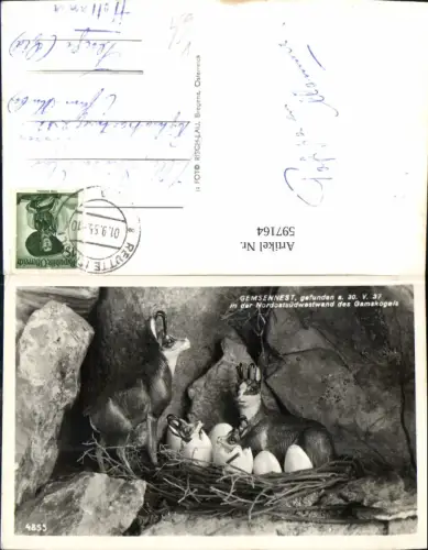 597164,Foto Ak Gemsennest Gams Gämse Tiere pub Risch-Lau 4855