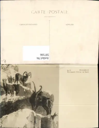 597166,Foto Ak Steinwild Wildpark Peter u. Paul Steinbock Tiere