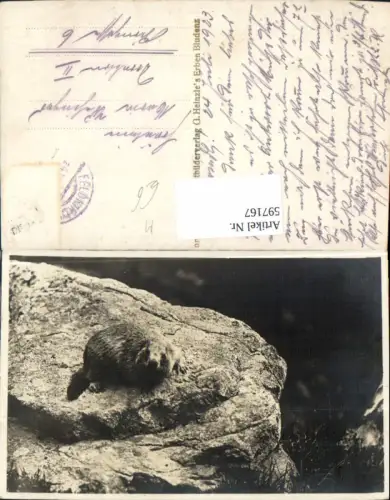 597167,Foto Ak Murmeltier auf Felsen sitzend Tiere