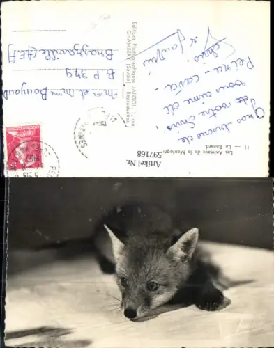 597168,Fuchs Les Animaux de la Montagne Le Renard Tiere