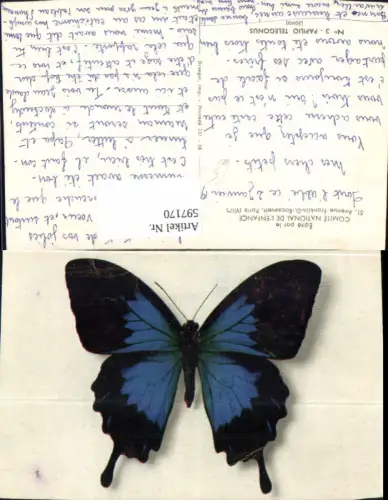 597170,Schmetterling Papilio Telegonus Java Insekt Tiere