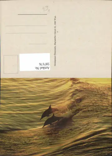 597176,Delfine Delfin springen über Wellen Tiere pub Greenpeace