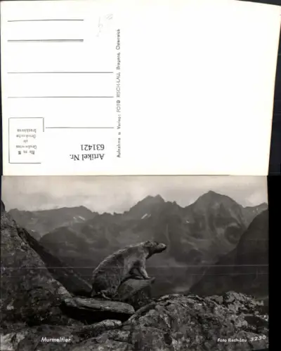 631421,Foto Ak Murmeltier Tiere pub Risch-Lau 3230