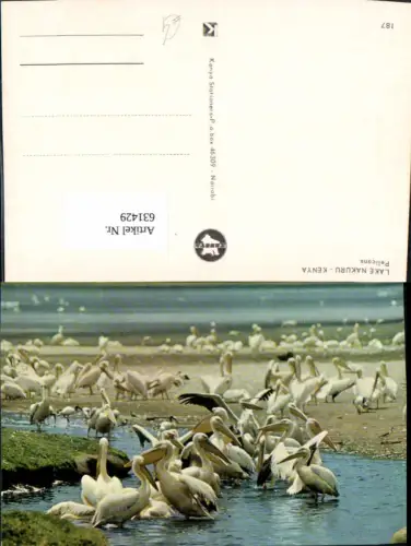 631429,Lake Nakuru Kenya Pelicans Pelikan Tiere