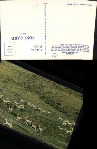 631430,Antelope on Western Plains Wyoming Antilopen Tiere