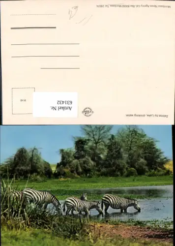 631432,Zebras by Lake drinking water Zebra Mombasa Tiere