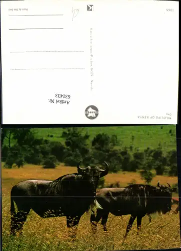 631433,Wildlife of Kenya Gnu Tiere