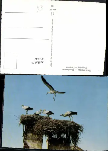 631437,Neusiedlersee Storchennest Storch Störche Burgenland Tiere