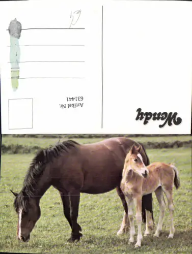 631441,Wendy Pferde Perd Fohlen Tiere