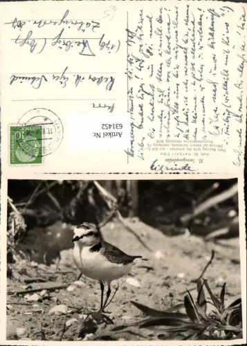 631452,Seeregenpfeifer Vogel Tiere