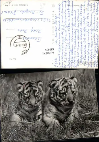 631453,Foto Ak Junge Sibirische Tiger Tiere