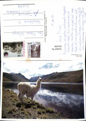631456,La Llama Bolivien Tiere