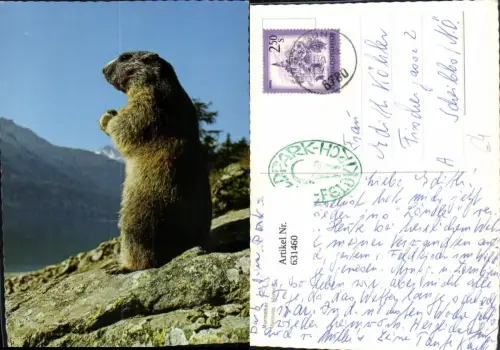 631460,Murmeltier Marmotte Marmot Tiere