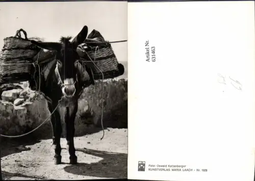631463,Foto Ak Esel Packesel Tiere