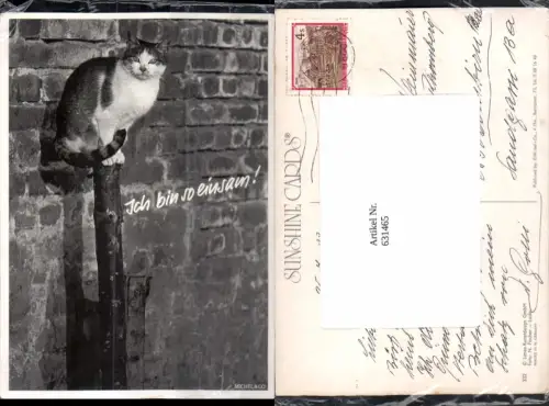 631465,Katze auf Stamm sitzend Ich bin so einsam Tiere