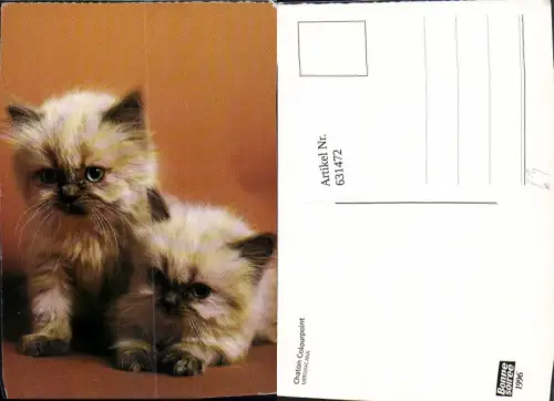 631472,Katzen Katzenkinder Tiere
