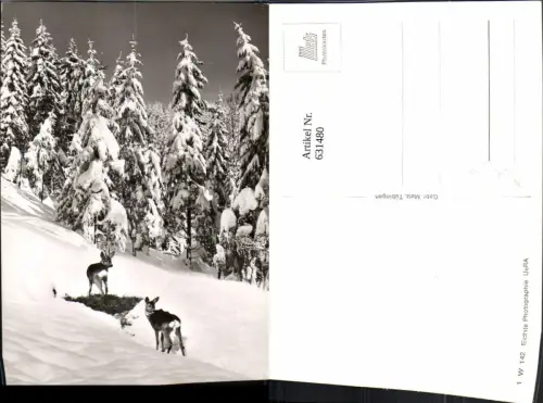 631480,Foto Ak Reh Rehe Winterlandschaft Wild Tiere
