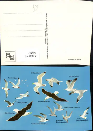 646457,Vögel im Seewind Silvermöve Lachmöve Zwergmöve Brandseeschwalbe
