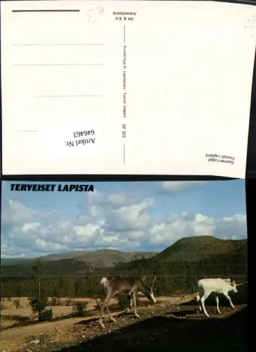 646463,Suomen Lappi Finnish Lapland Ren Rentier Tiere