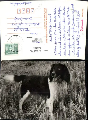 646464,Foto Ak Hund Tiere