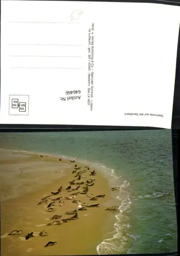 646466,Seehunde auf der Sandbank Tiere