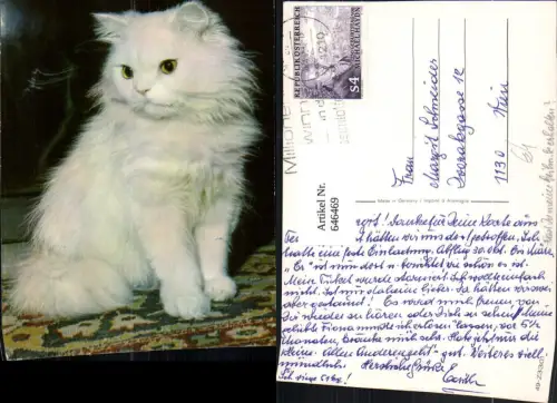 646469,Tiere Katze