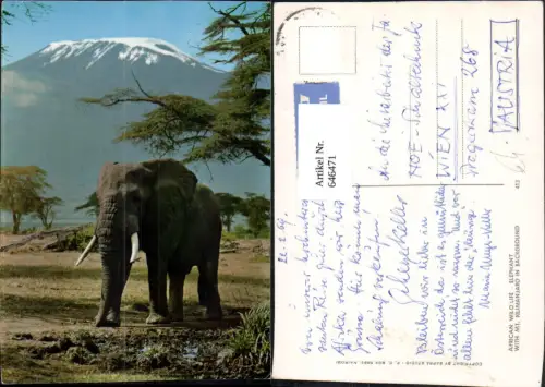 646471,African Wild Life Elephant Elefant Kilimanjaro